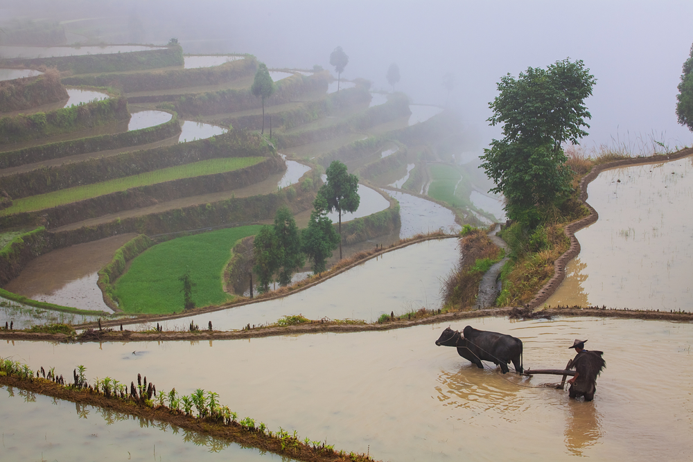 Asian farmer working with a buffalo on terraced rice field in China