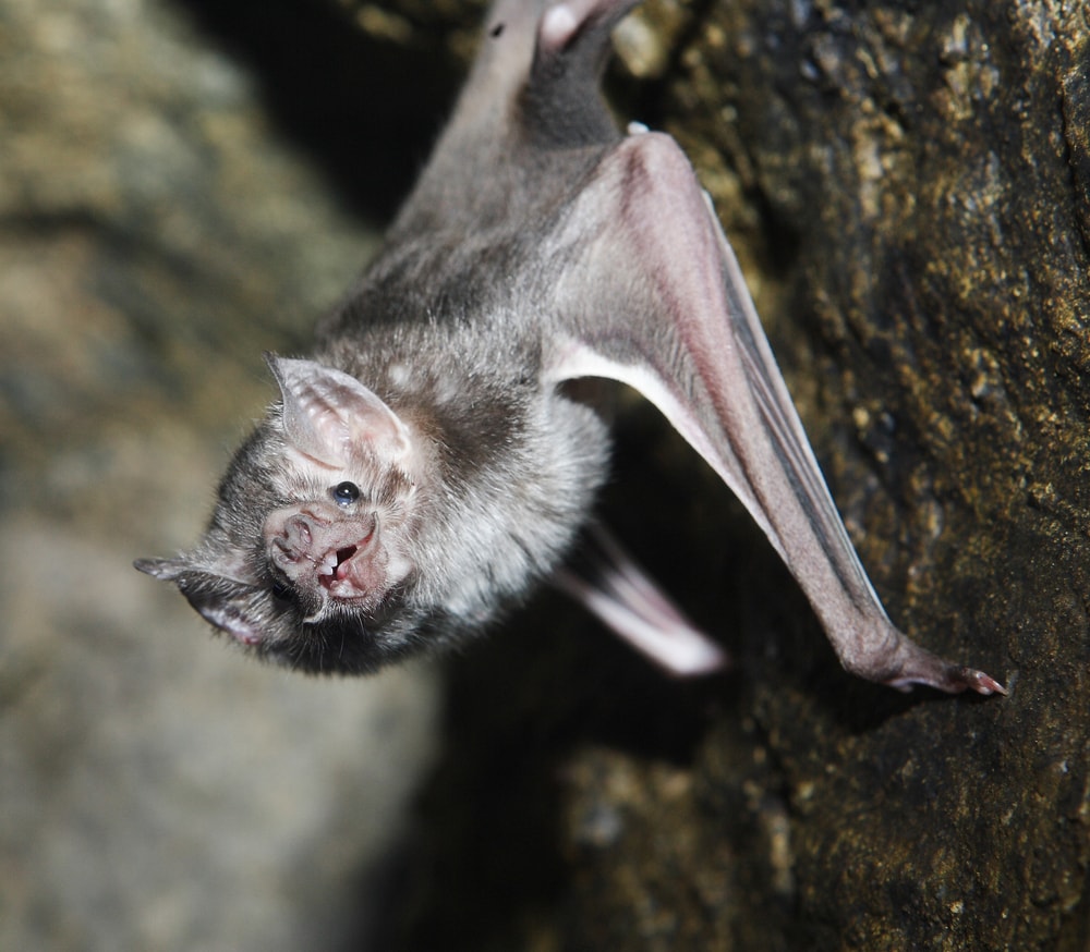 A vampire bat hanging from a wall of its cave