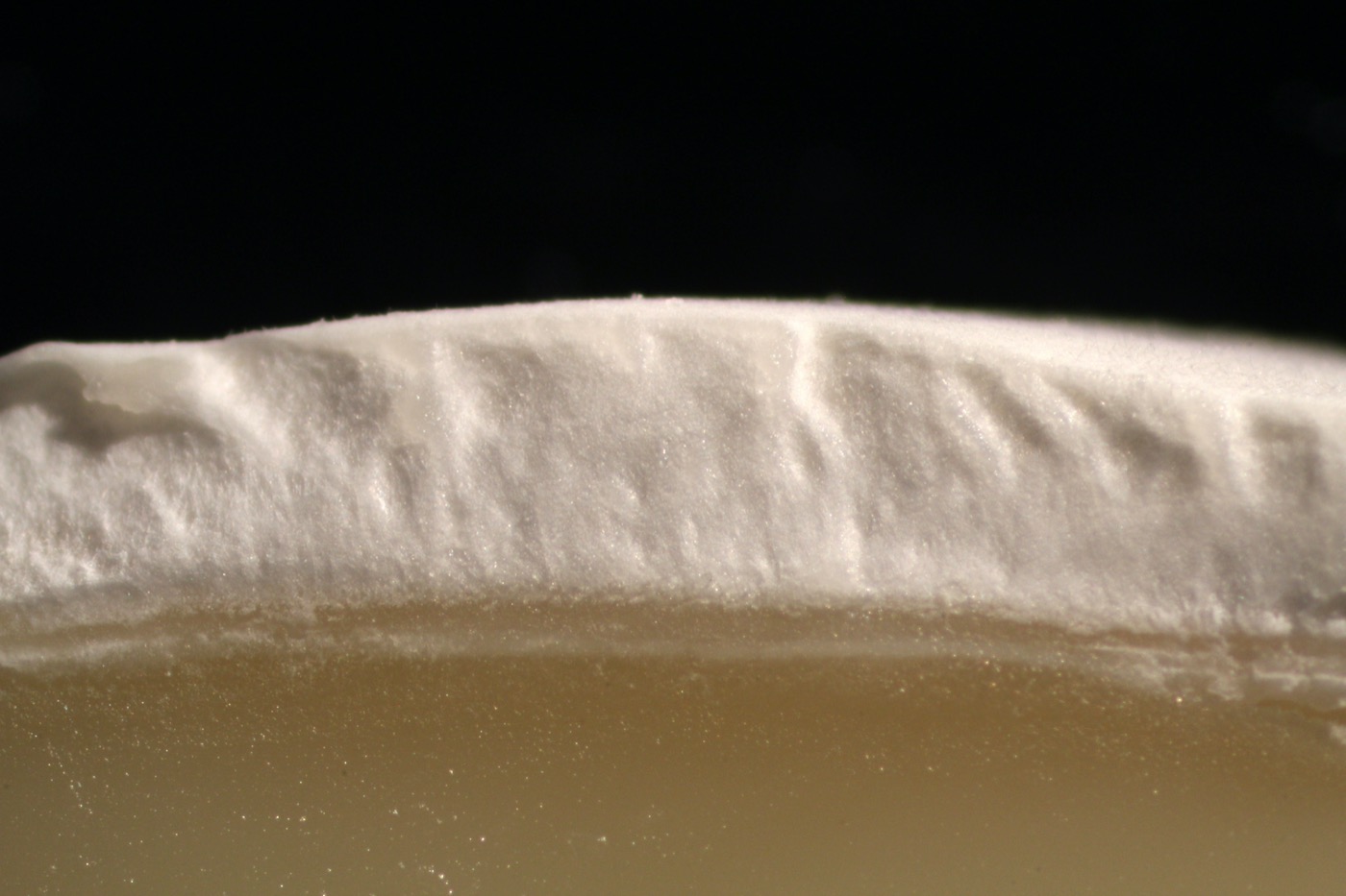 a close up cross section of a thick layer of mold on cheese