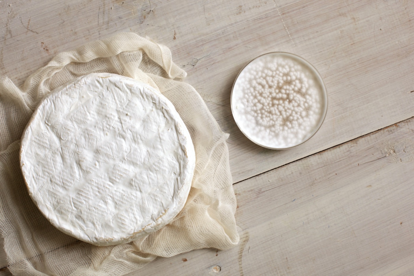 a wheel of white camembert cheese next to petri dish of mold