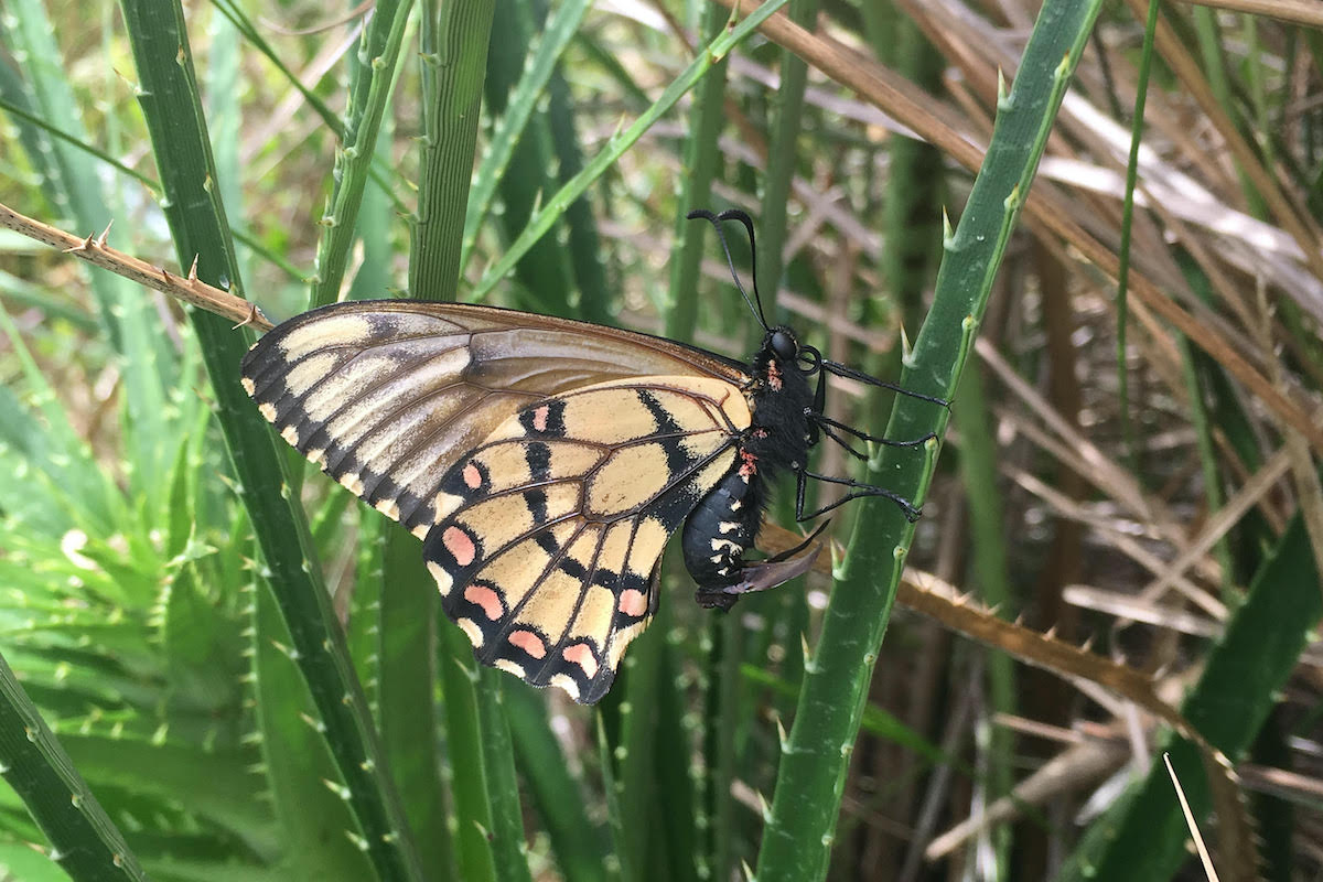 an orange butterfly perched on the stem of a green plant. there is a long curved pointed projection coming out of its lower abdomen and reaching almost as long as its abdomen