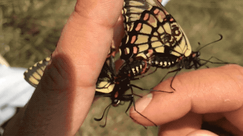 a gif of two butterflies, a male and a female, mating. the male is inserting it's mating plug into the female's copulatory organ. the butterflies are fluttering their wings as a person holds them gently in their hands. the butterflies fly away after they separate