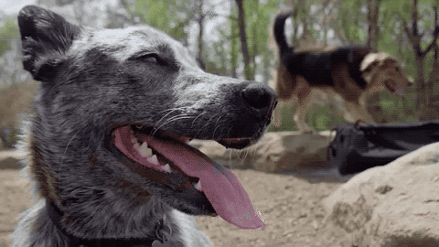 a gif of a gray dog panting and looking back behind at another dog bounding in a park