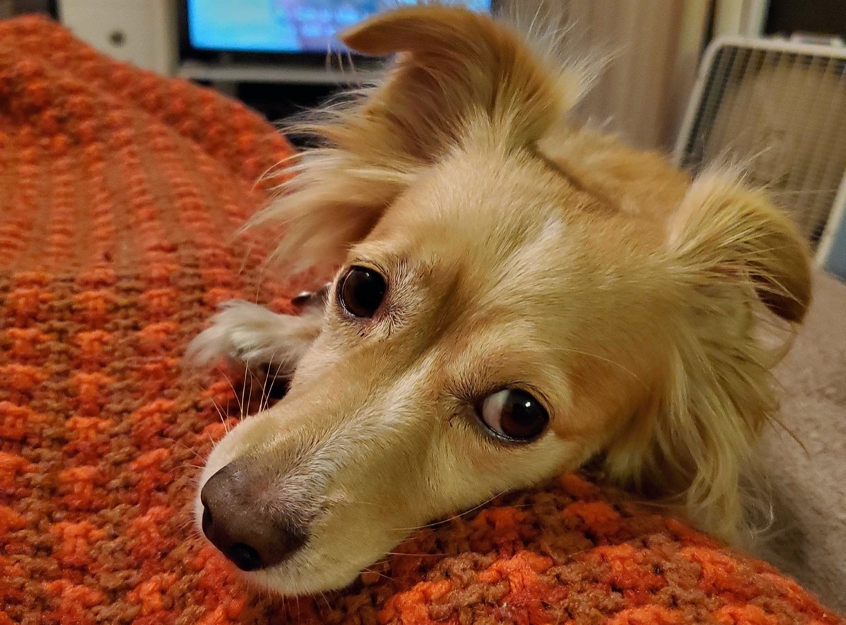 a dog with floppy ears looks up at the camera with big eyes