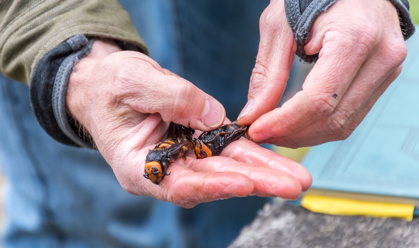 hands holding two very large hornets