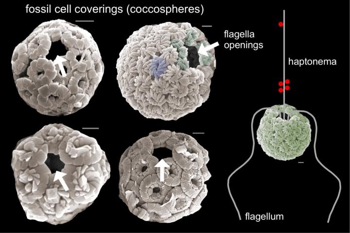 four spherical cells, each with a singular opening. on the right of the four spheres is a diagram that shows how the flagella would operate