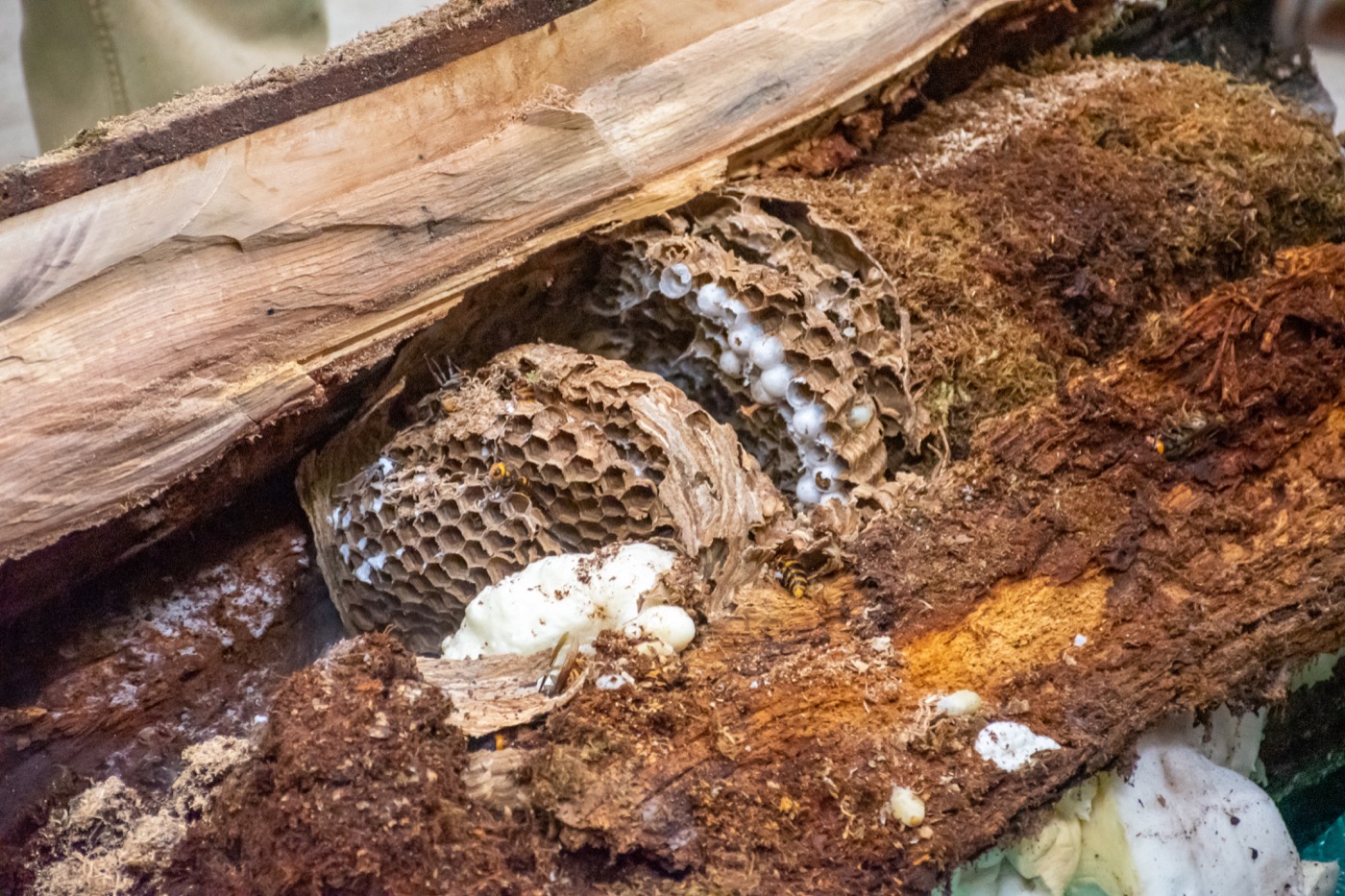 a tree split open, revealing a large hornet nest in its core