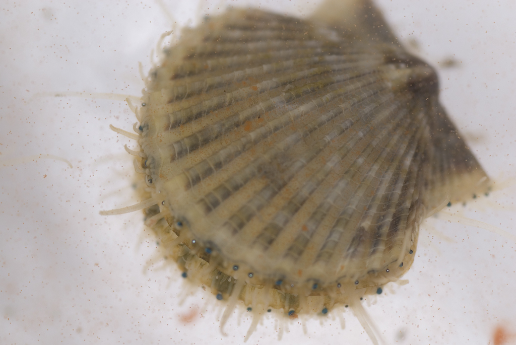 a live scallop coming out of a shell