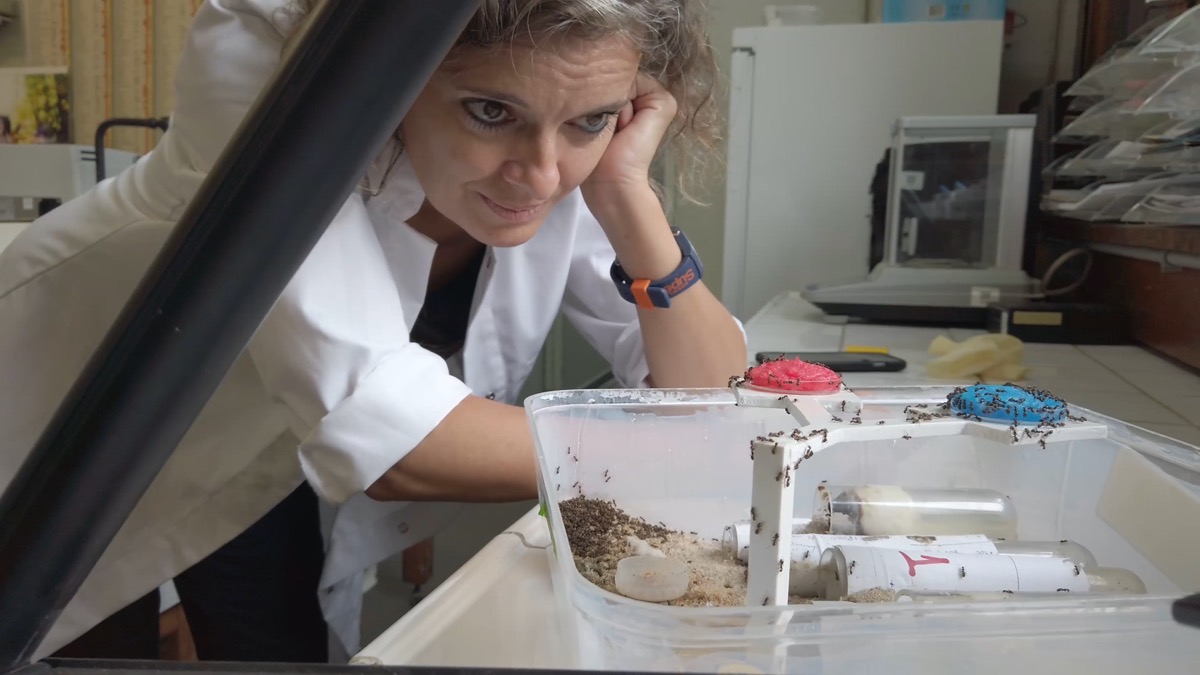 a woman scientist in a lab coat leaning over her lab bench and looking over a colony of ants as they move. she looks at them with curiosity and endearment