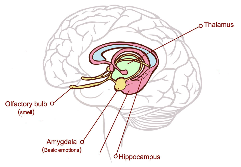 Image of the brain, highlighting the location of the olfactory bulb, amygdala, hippocampus, and thalamus.