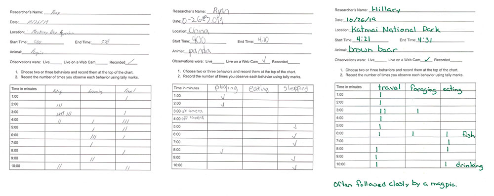 Examples of the Animal Behavior Worksheet from three students, showing tally marks for different selected behaviors.