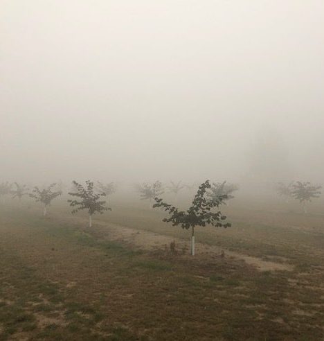 a field with some crops covered with thick grey smoke