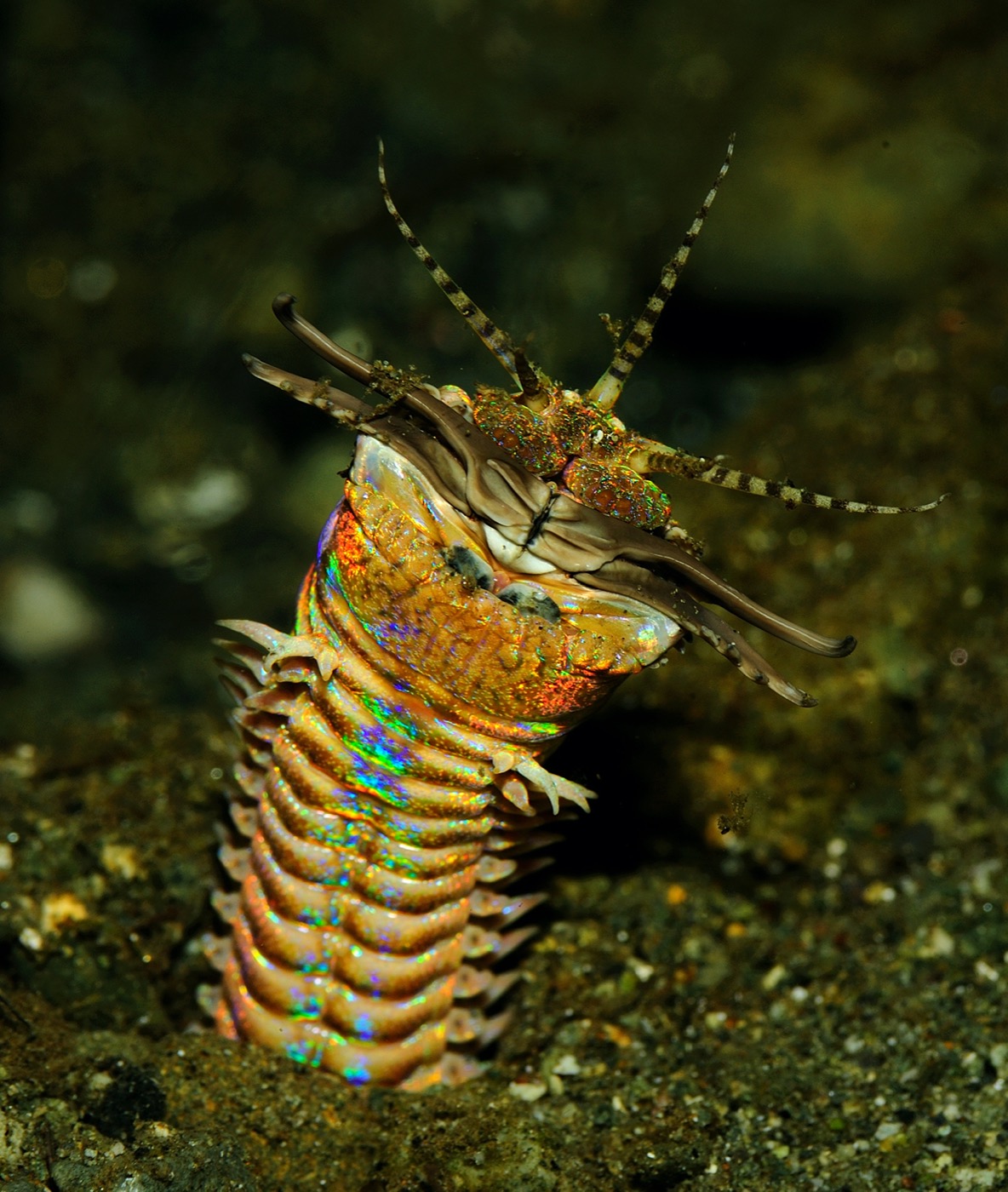 a rainbow colored spindly worm