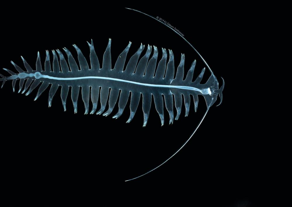 a neon blue worm with long thing anntenas and dozens of thin tiny arms, each glowing at the tips