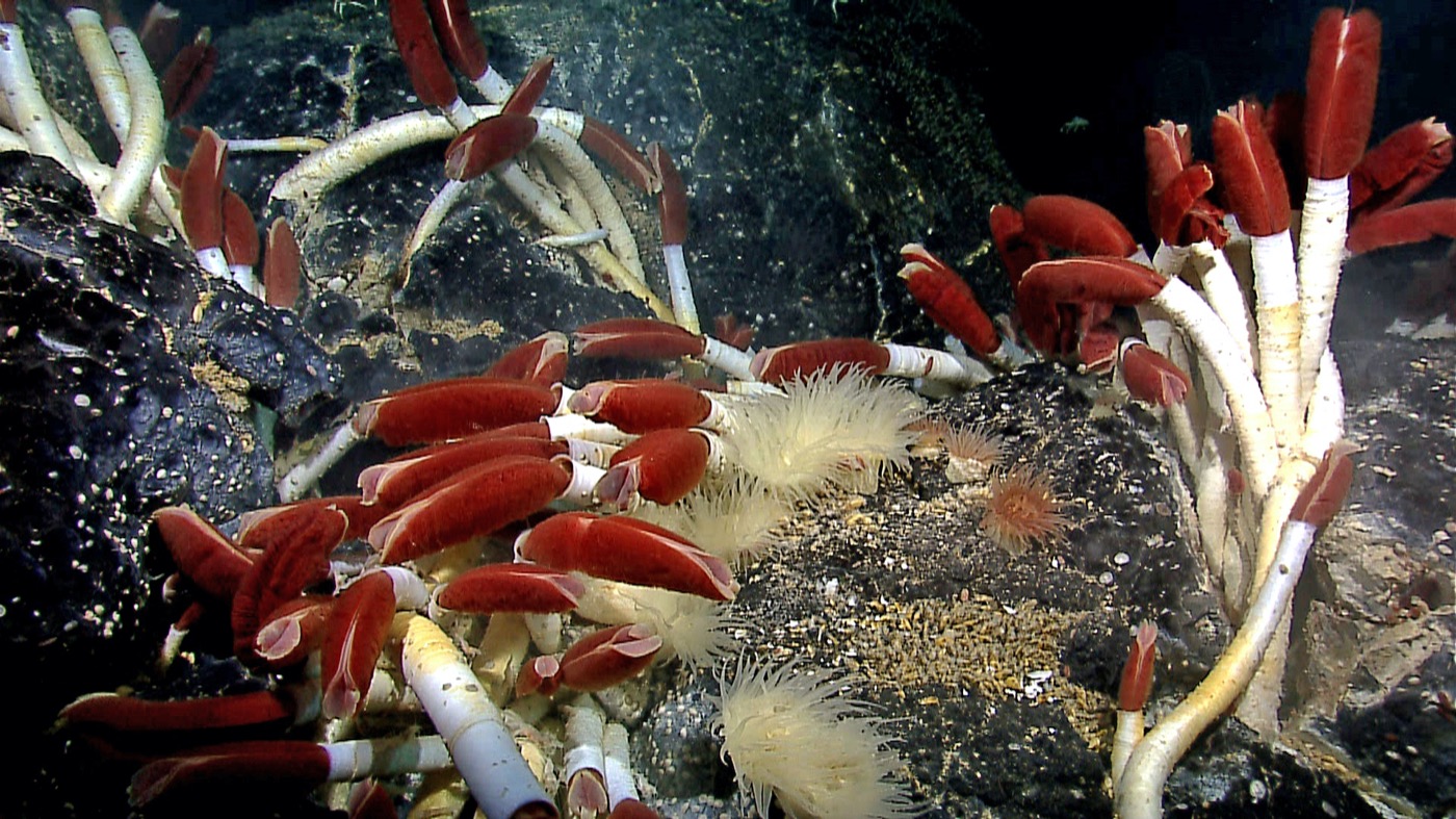 various red and white tube-like worms jutting out from sea rocks