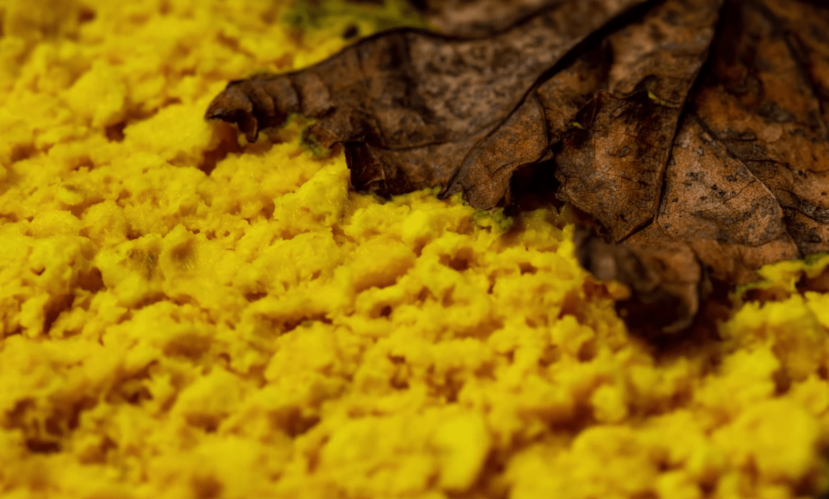 a mat of yellow slime mold in the wild. a brown leaf is seen on top. the slime mold is thick, and looks like scrambled eggs