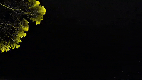 a sped up video of yellow slime mold crawling and spreading quickly, its branching movement going quickly across the screen