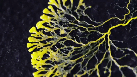 a close up on a yellow slime mold slowly pulsing and crawling towards the left