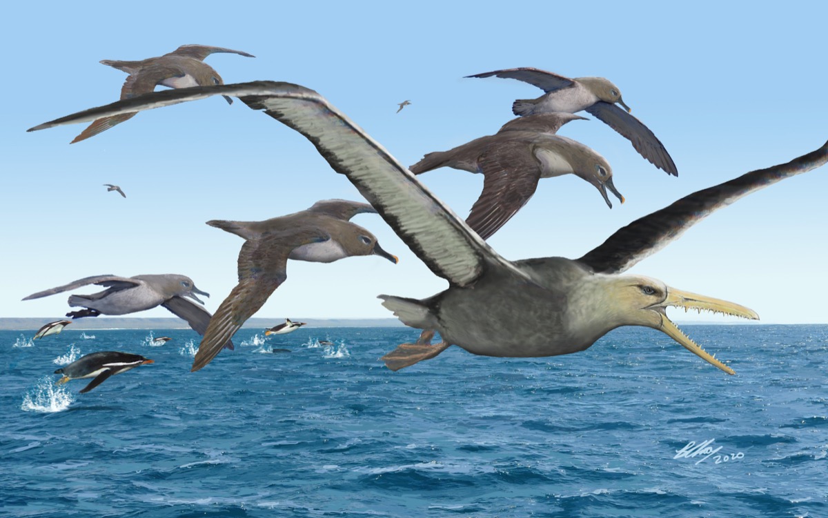 an colored illustration of large seagull-looking birds with larger longer beaks with teeth. the flock flies over water