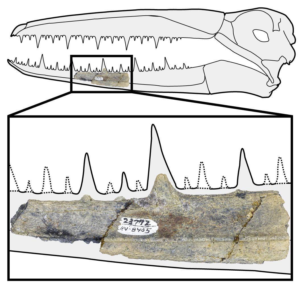 a diagram of a bird skull with teeth and below it a small jaw fossil bone, showing where it would fit in the bottom half of the beak