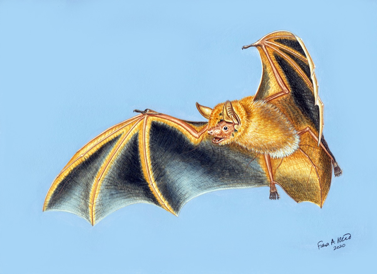 a colored illustration of a light tan, orange bat with its wings stretched in flight