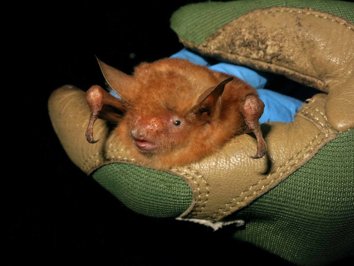 a close up of a bright orange fluffy bat held in gloved hands of a researcher