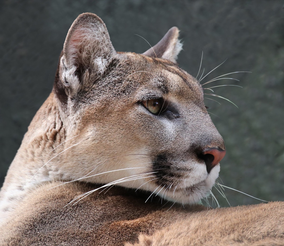 a close up of a florida panther