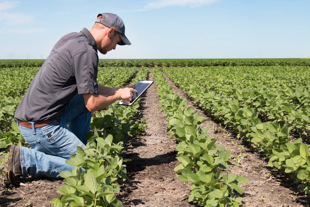 a White man kneeling on the ground on a farm with long rows of cabbages. he's examining a tablet