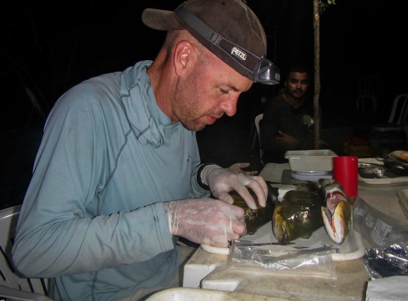 a man in a baseball cap and wearing gloves dissects a fish on a lab bench outdoors