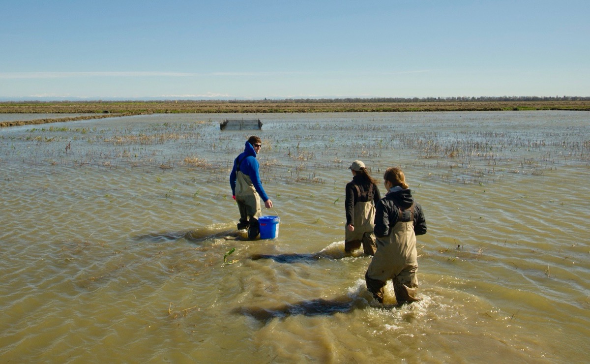 three people in water waders walking in a shallow murky floodplain with buckets and research gear