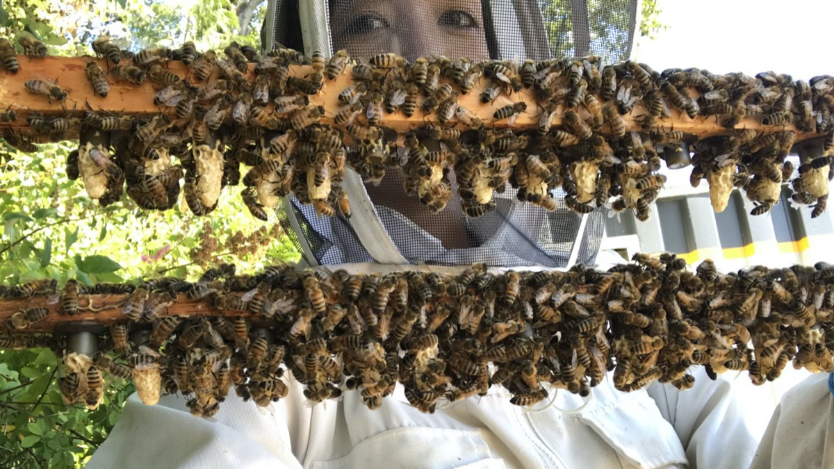 a researcher in a beekeeping outfit stands behind two wooden beams covered in bees and small honey combs