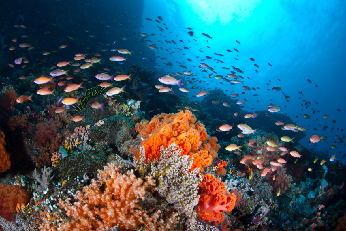 a vibrant colorful coral reef with an assortment of fish swimming around