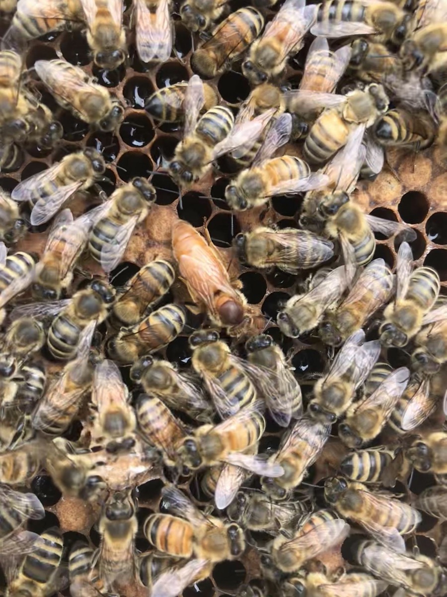 a view of a honeycomb from above that is covered with worker honey bees and a queen bee in the middle. the queen bee has a distinct golden, orange color and is slightly larger than the worker bees