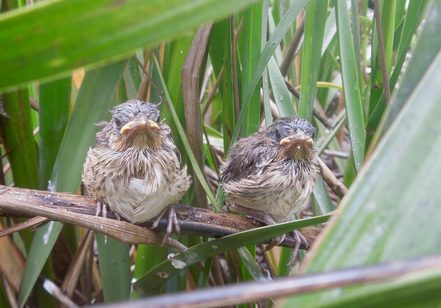 two small birds with feathers that appear slightly damp sit on branches and among blades of grass