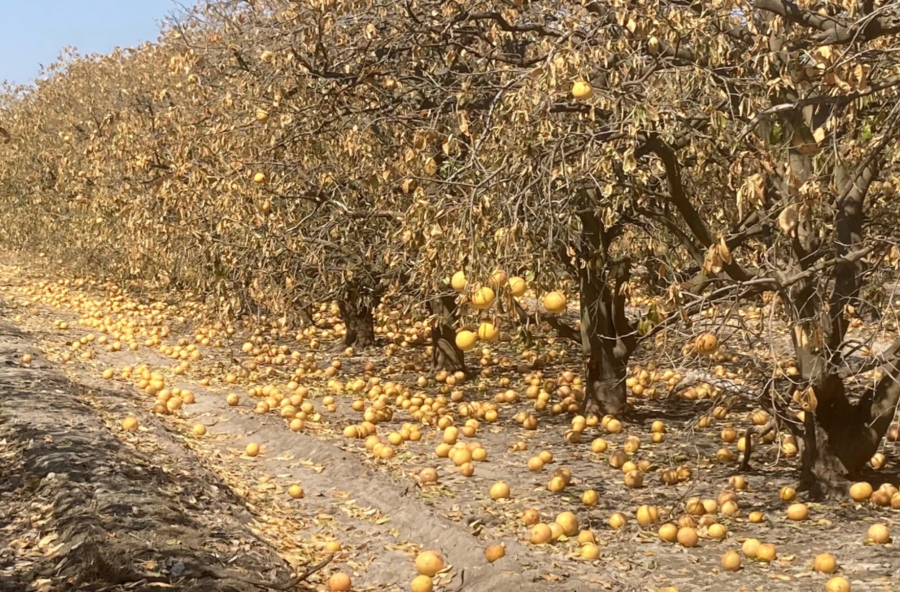 a long row of citrus trees, with dead looking branches and scores of oranges littered on the ground