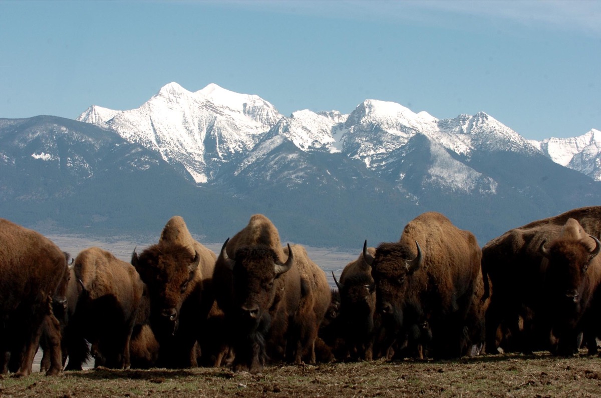 a herd of bison and in the background are snowcapped mountains