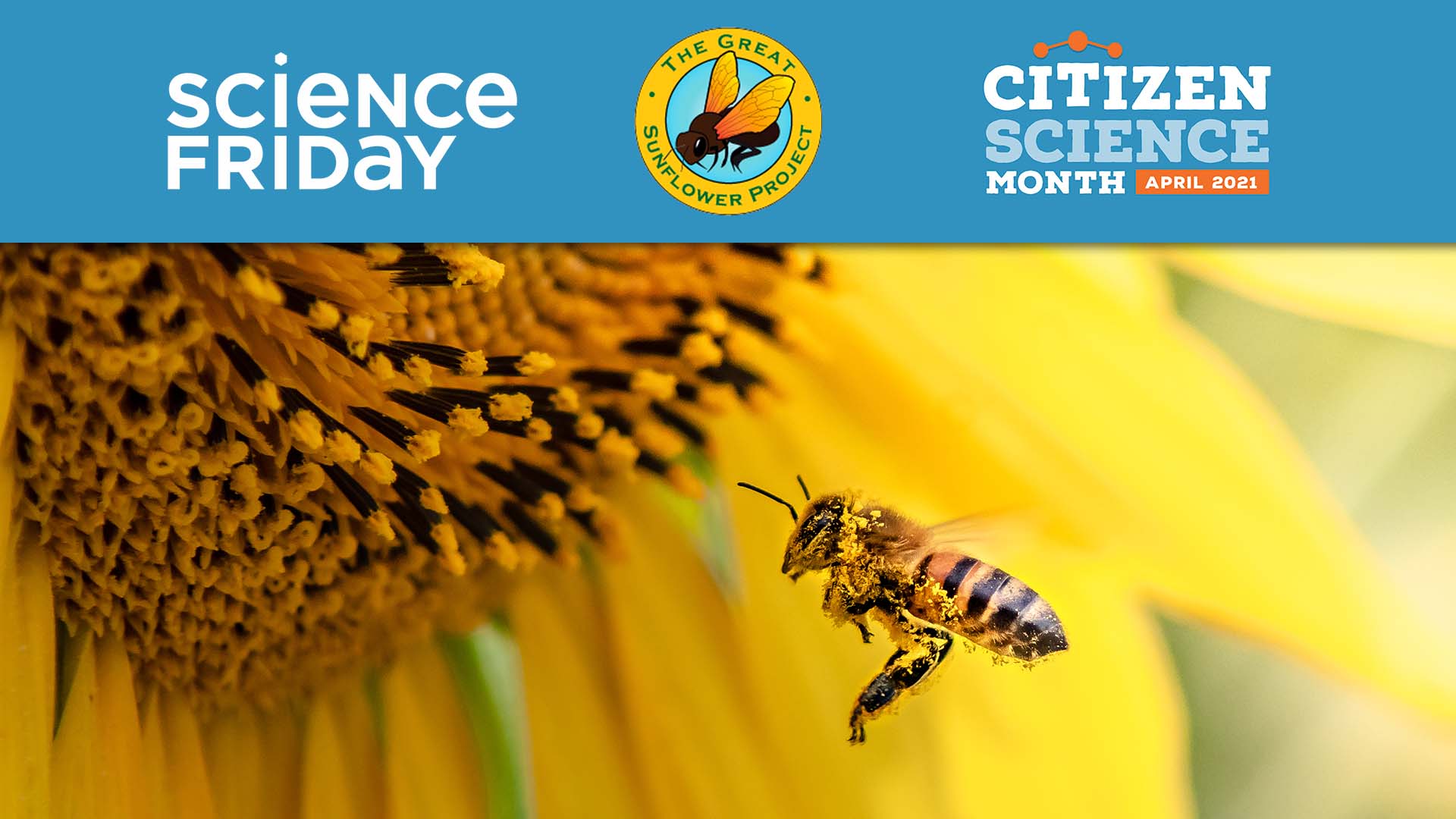 a bee with pollen on its face and legs, flying toward the middle of a sunflower, with a banner featuring the logos for science friday, the great sunflower project, and citizen science month april 2021
