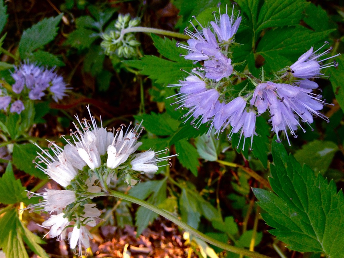 two flowers with multiple buds. one is a darker shade of blue-purple, the other is white with a hint of purple