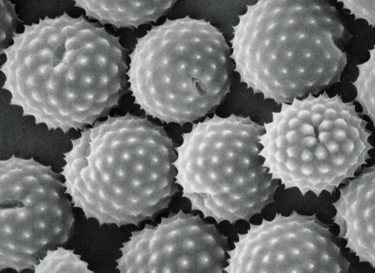 a black and white microscope image of several spheres with small little spikes on it. these are pollen