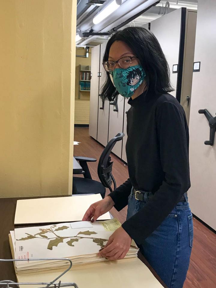 a woman researcher wearing a face mask holds a press of flowering plants in an archive