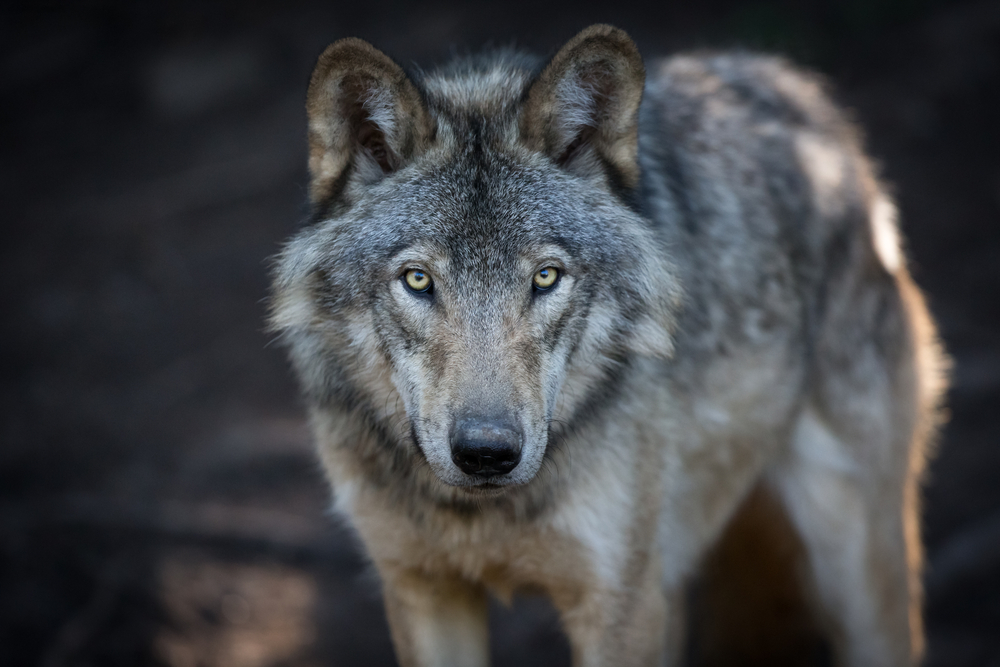 a wolf looking into the camera