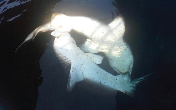 two smallish white sharks head to tail, murky under the water