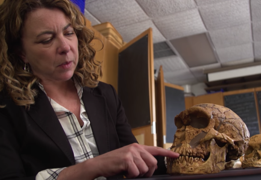 a woman scientist runs her finger over the teeth of a fossilized ancient human skull