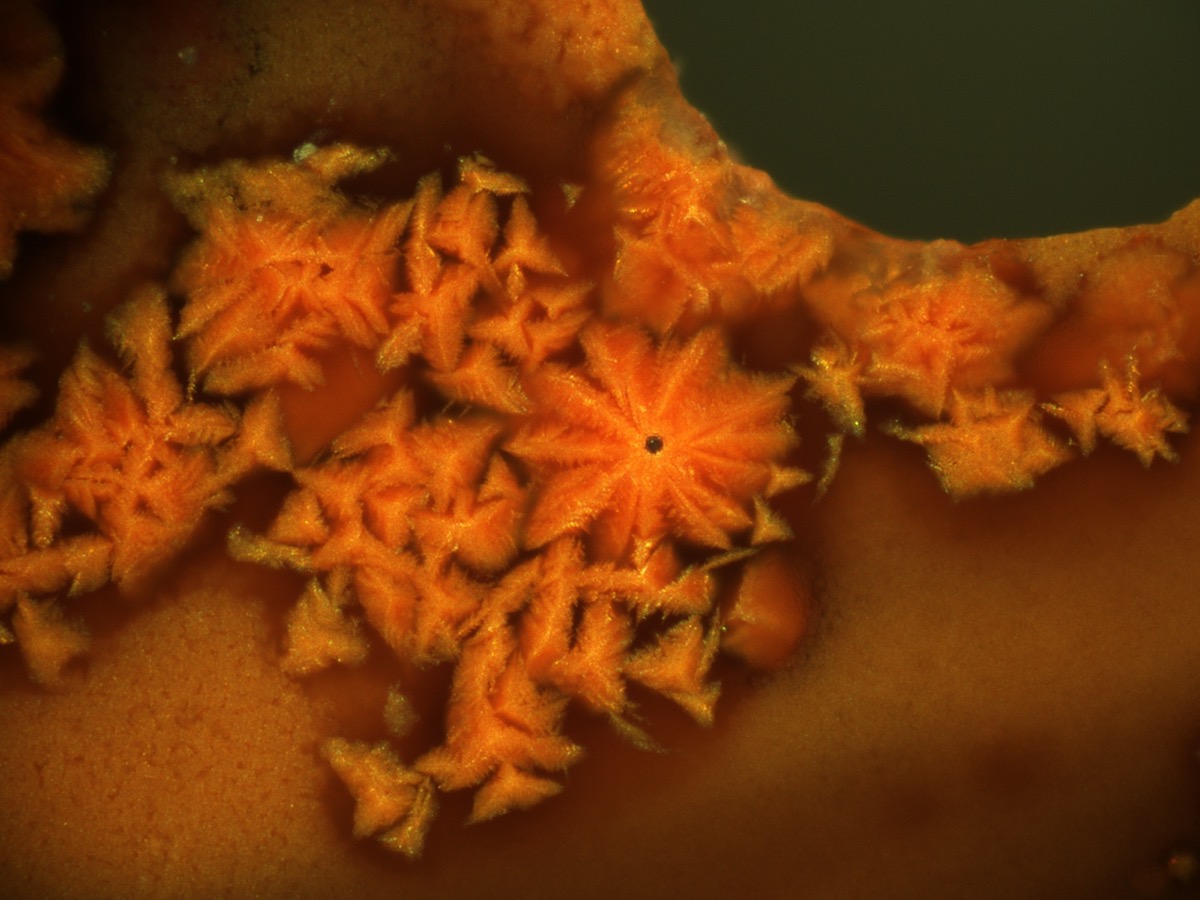 a microscope image of orange crystalline structures