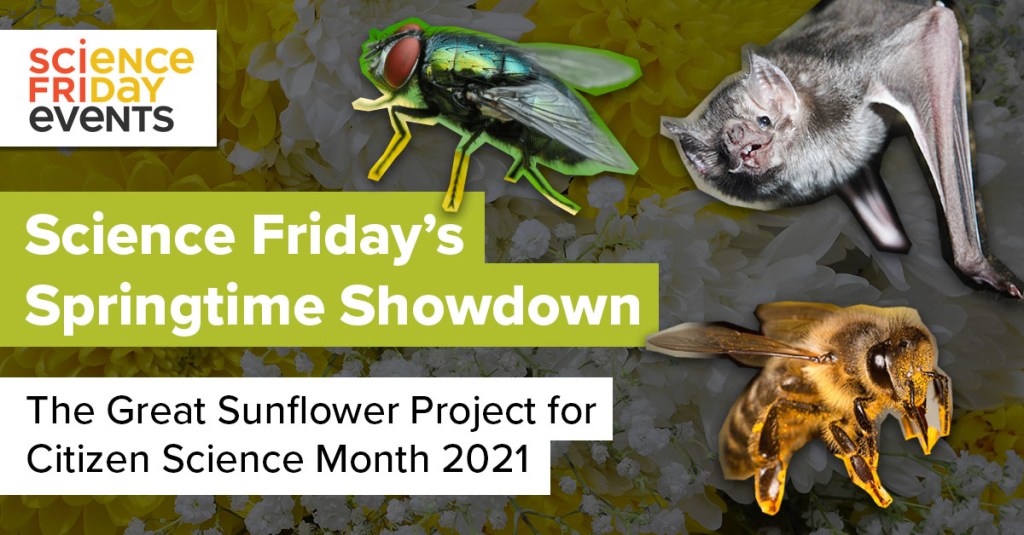 cut out-style images of a fly, a bat and a pollen-covered bee surround the words "science friday's springtime showdown, the great sunflower project for citizen science month 2021"