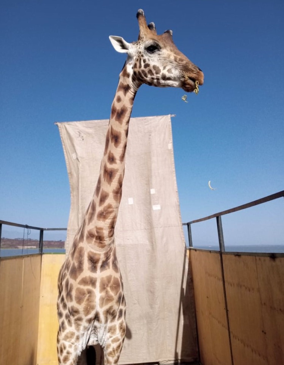 a giraffe munching on some food in a barge