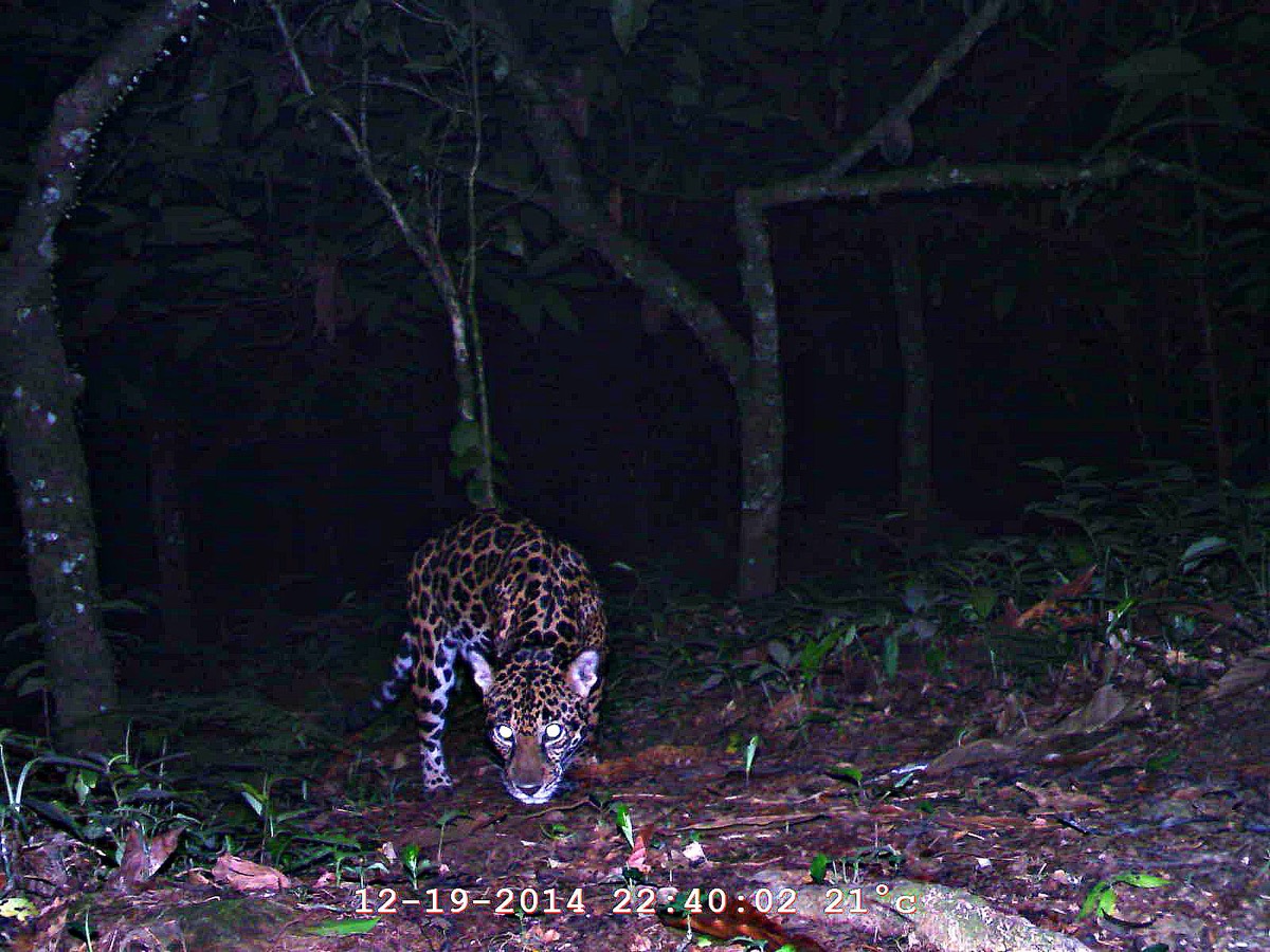 a jaguar caught on film at night bowing its head towards the forest floor