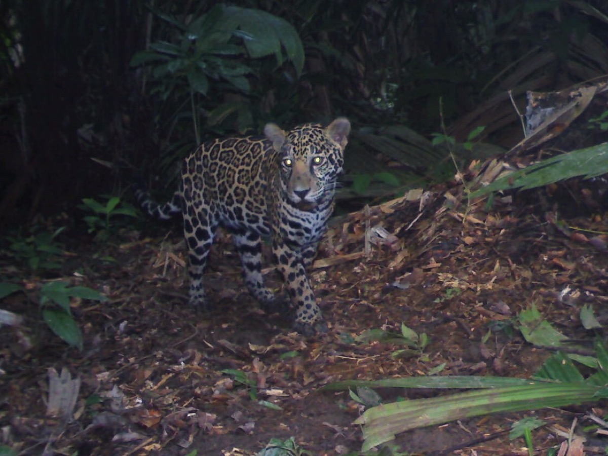 a jaguar in the jungle