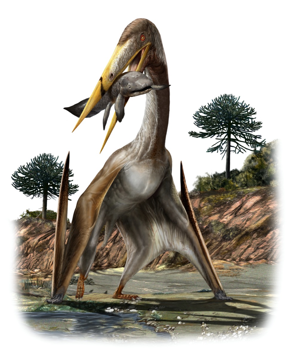an illustration of a winged dinosaur eating a small creature in its beak