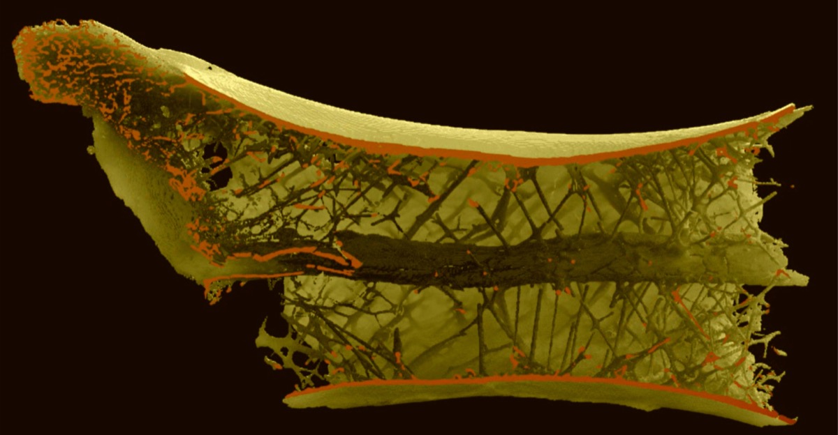 a 3d diagram of a cross section of a dinosaur bone